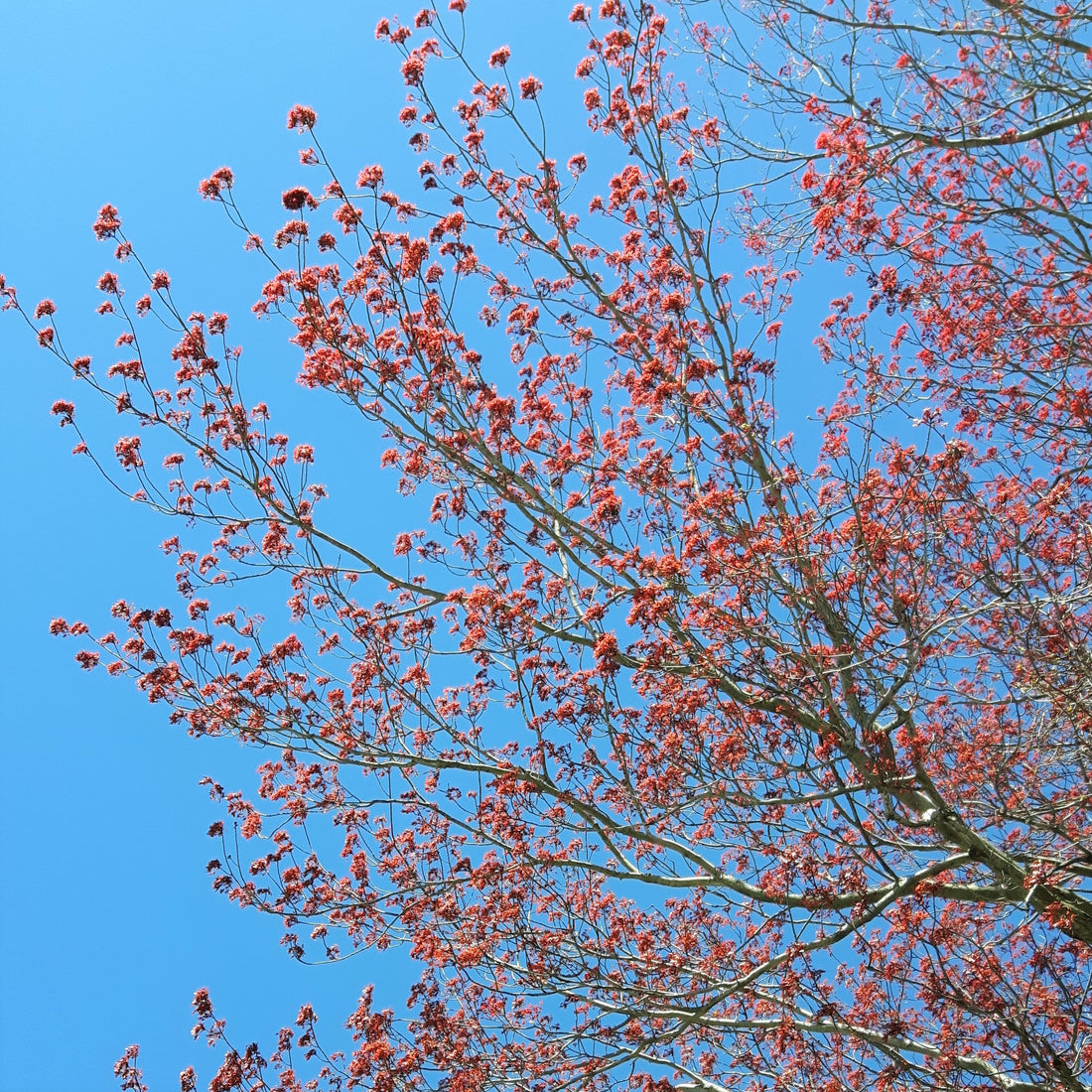 Red Maple - Acer rubrum | Potted from StWilliams