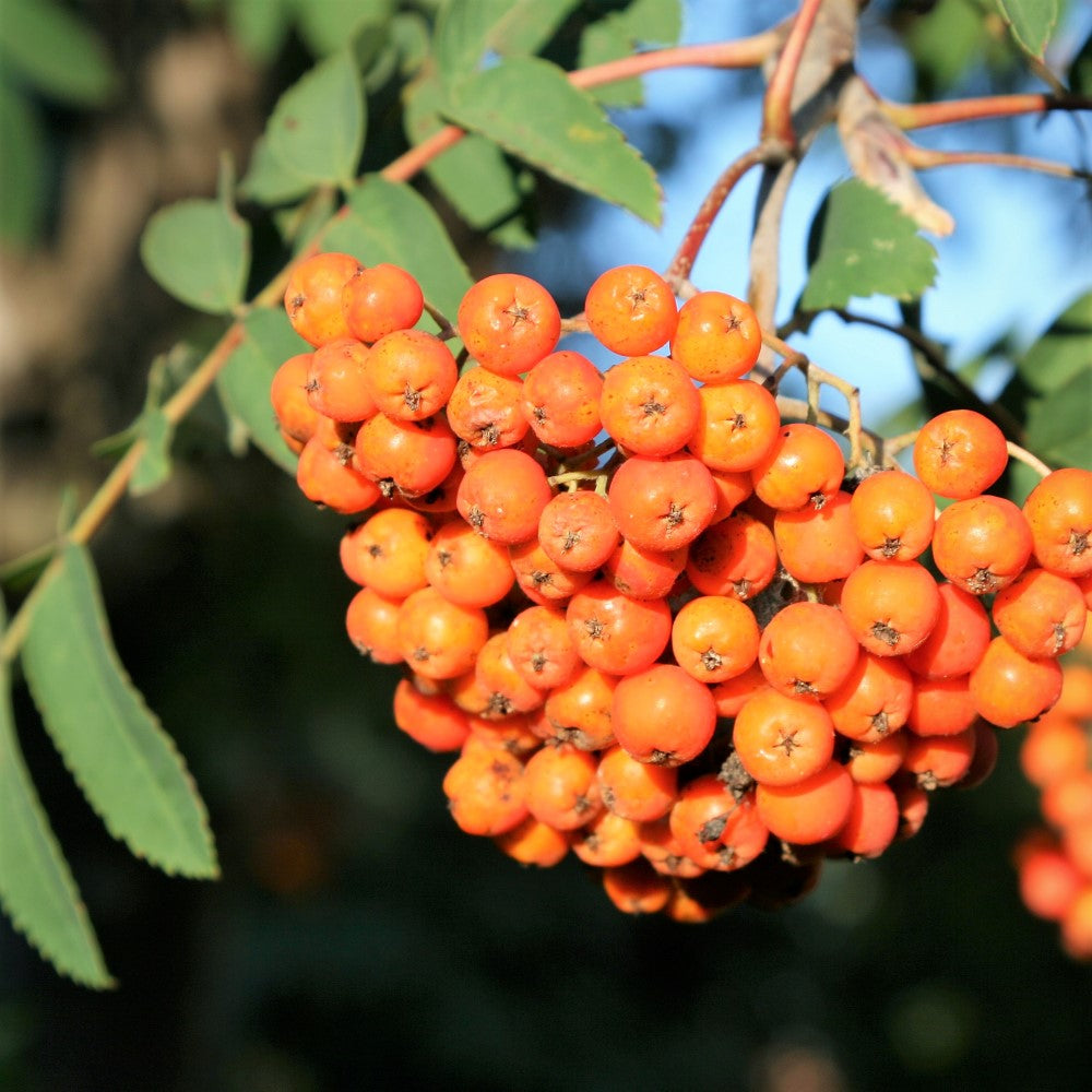 American Mountain Ash - Sorbus americana | Potted from StWilliams