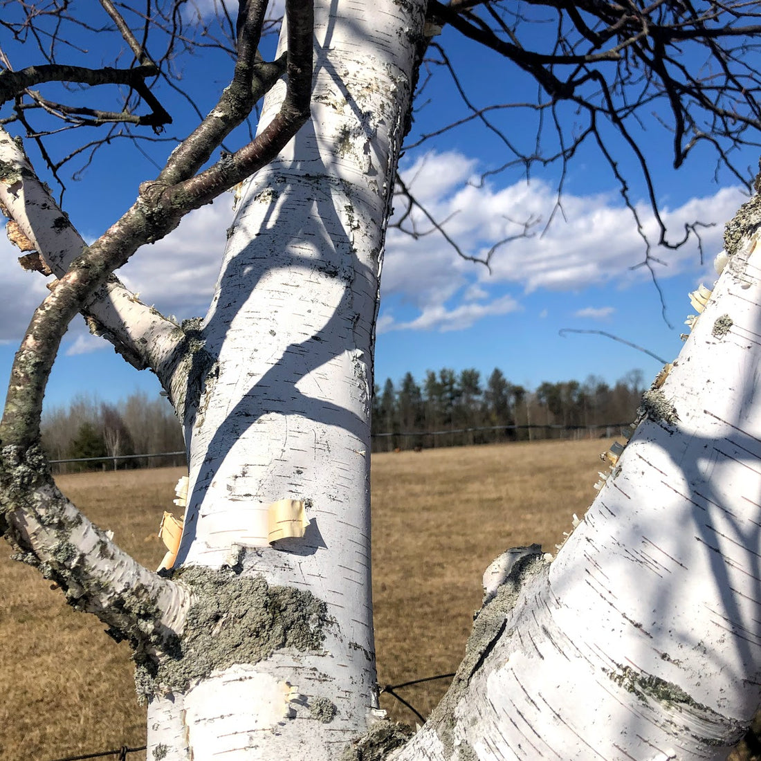 White Birch;Paper Birch - Betula papyrifera | Wirebasket from ABTrees