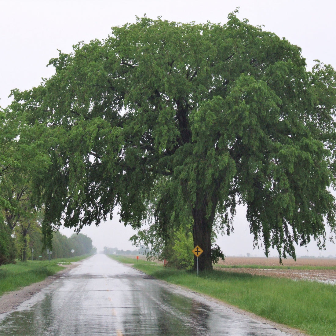 American Elm;White Elm - Ulmus americana | Potted from StWilliams