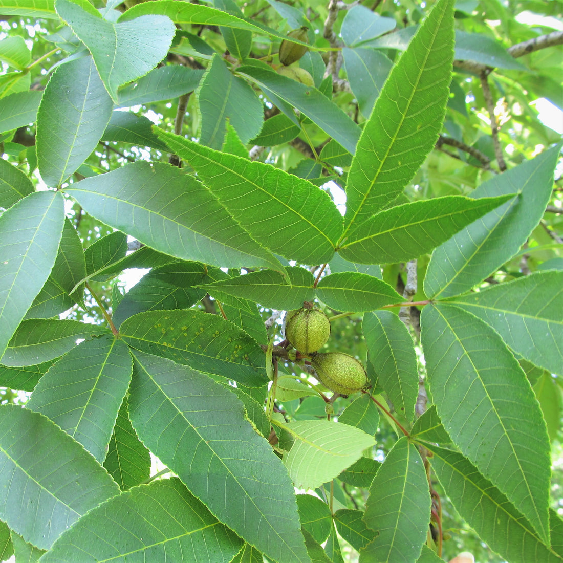 Shagbark Hickory - Carya ovata | Potted from StWilliams
