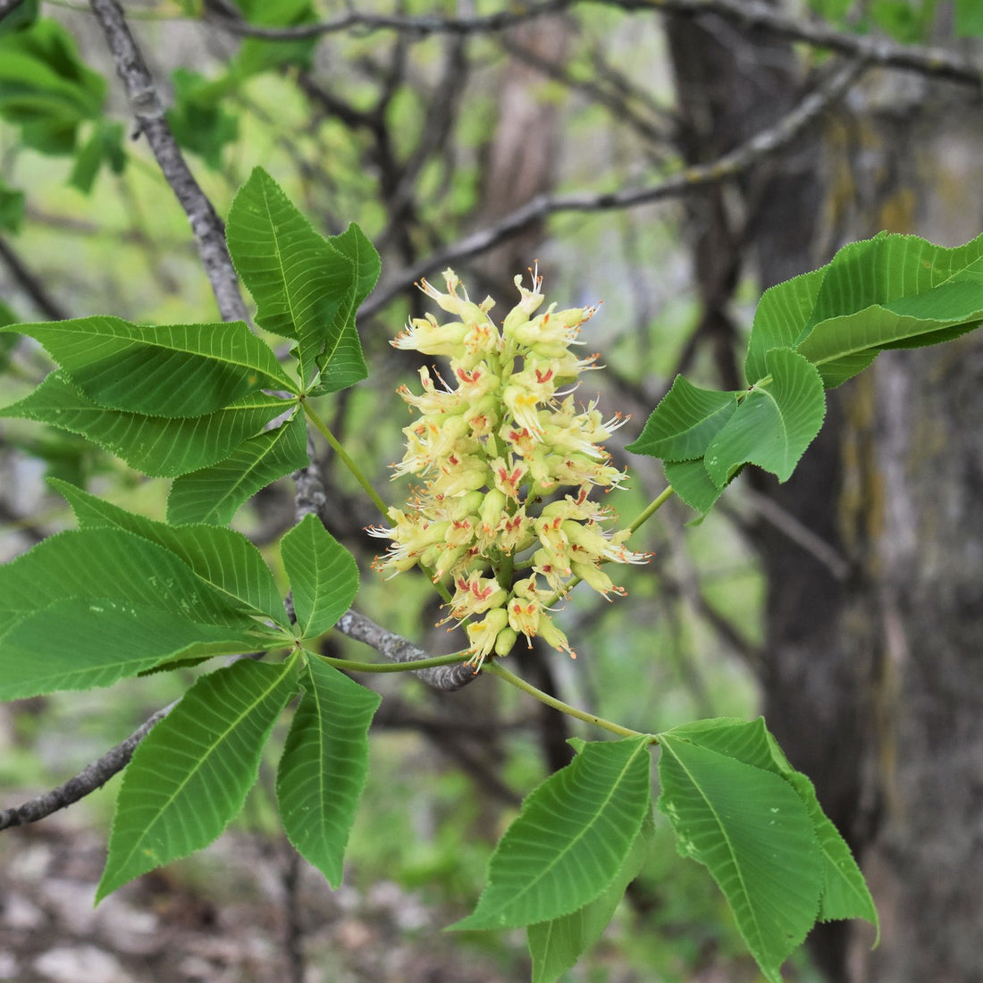Ohio Buckeye - Aesculus glabra | Wirebasket Deciduous Tree // ABTrees