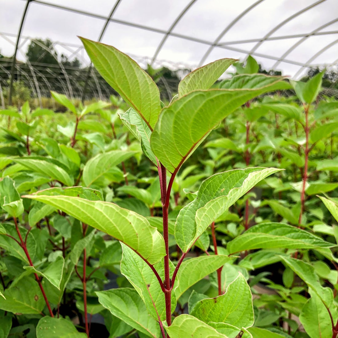 Red Osier Dogwood - Cornus stolonifera (C. sericea) | Potted from StWilliams