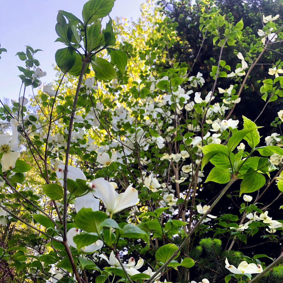 Flowering Dogwood - Cornus florida | Potted from StWilliams
