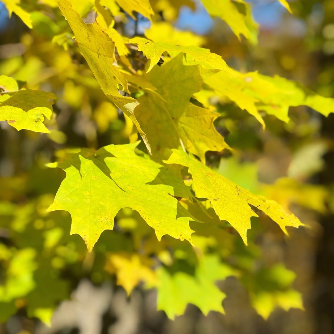 Sugar Maple - Acer saccharum | Wirebasket from ABTrees