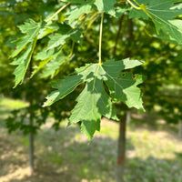 Celebration Freeman's Maple 'Celzam' - Acer freemanii 'Celzam' | Wirebasket from ABTrees