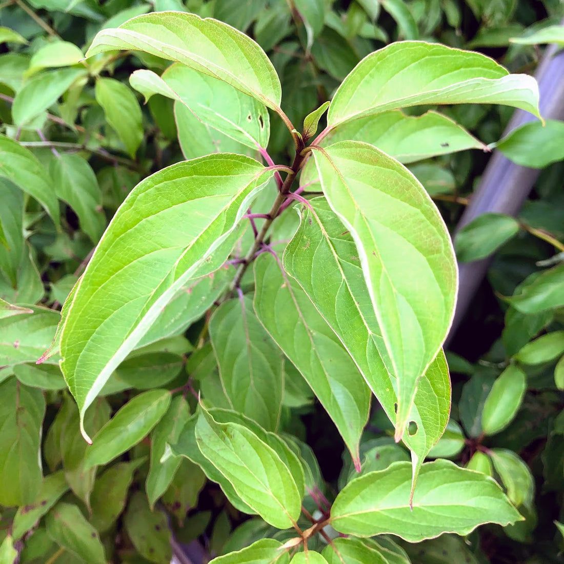 Silky Dogwood - Cornus amomum | Potted from StWilliams