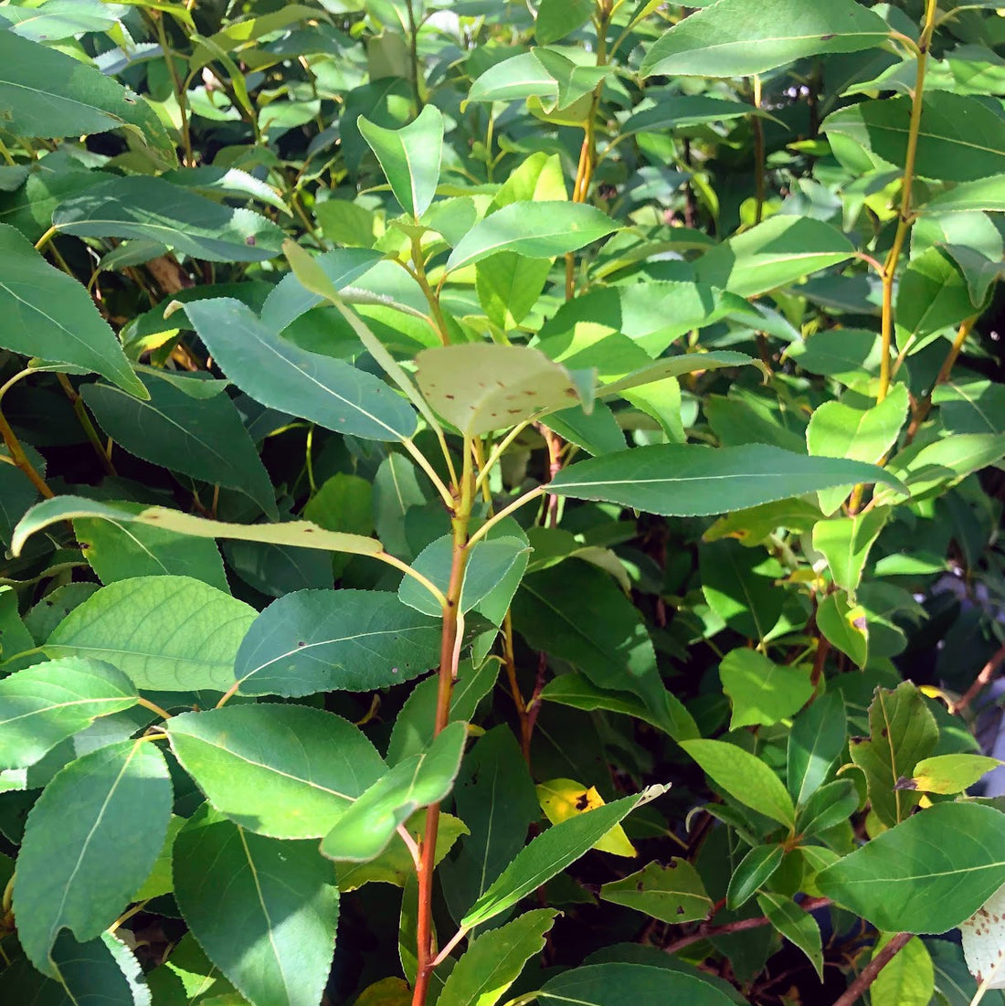 Balsam Poplar - Populus balsamifera | Potted from StWilliams