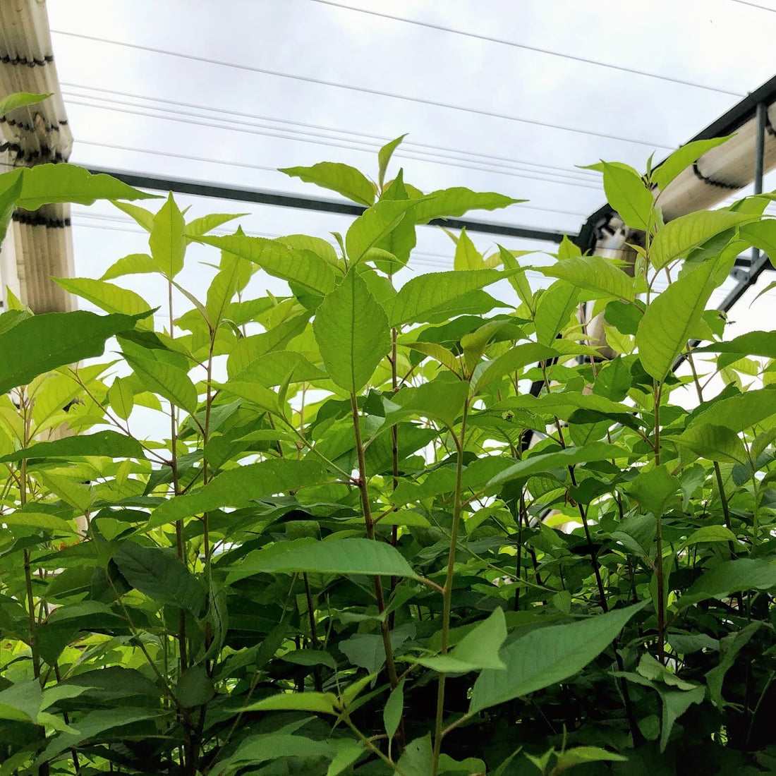 Trembling Aspen - Populus tremuloides | Potted from StWilliams