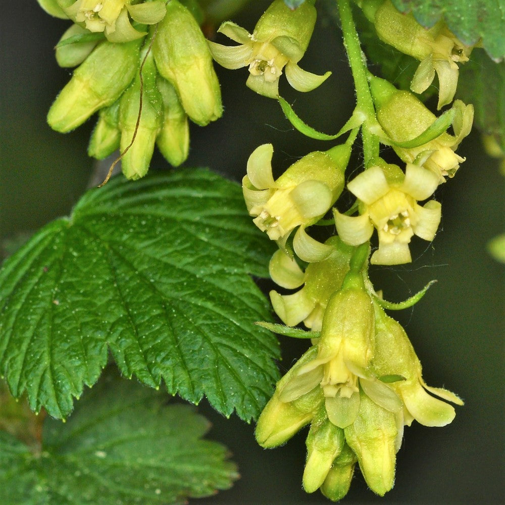 Wild Black Currant - Ribes americanum | Potted from StWilliams