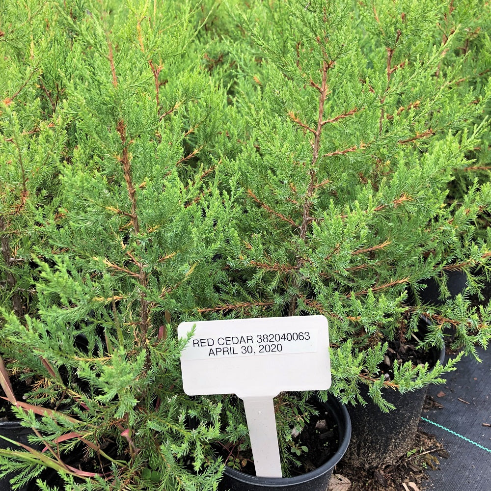 Red Cedar - Juniperus virginiana | Potted from StWilliams