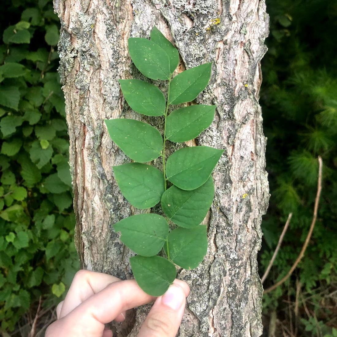 Kentucky Coffee Tree - Gymnocladus dioicus | Potted from StWilliams