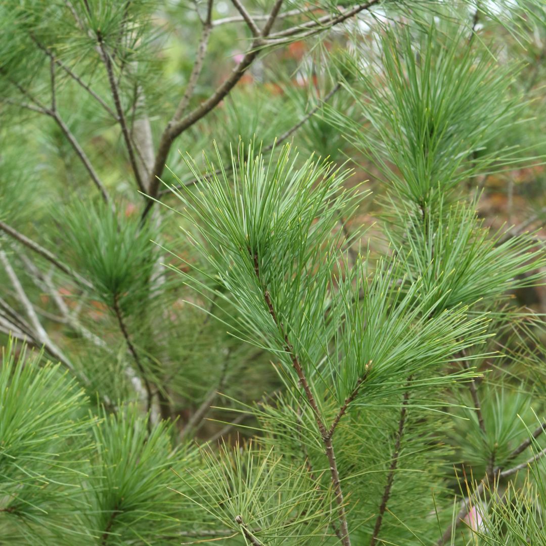 White Pine  - Pinus strobus  | Wirebasket from ABTrees