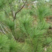 White Pine  - Pinus strobus  | Wirebasket from ABTrees