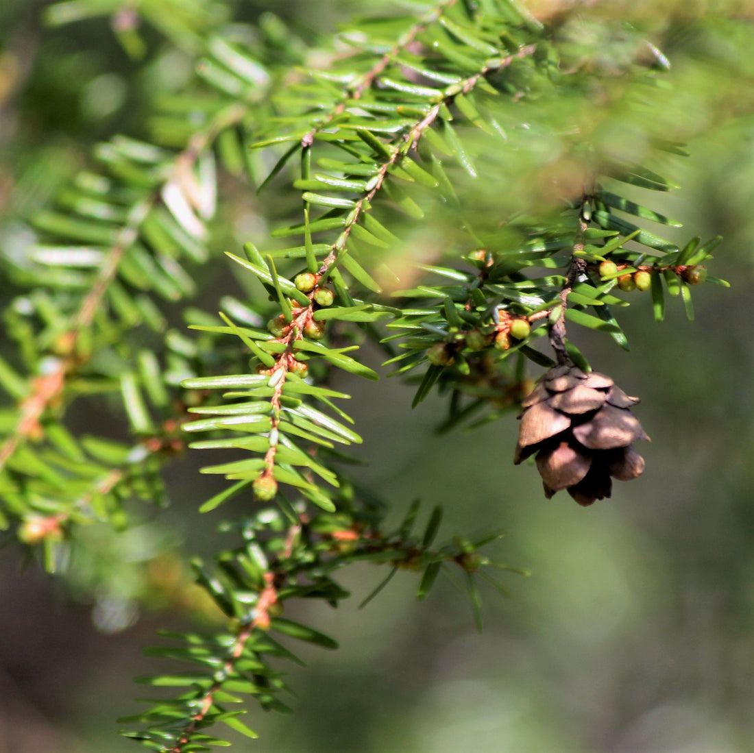 Hemlock - Tsuga canadensis | Potted from StWilliams