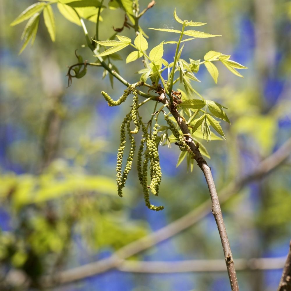 Bitternut Hickory - Carya cordiformis | Potted from StWilliams