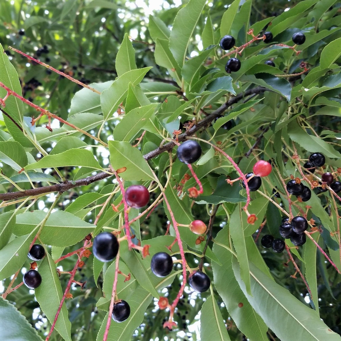 Black Cherry - Prunus serotina | Potted from StWilliams