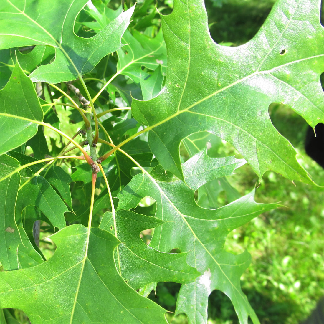Shumard Oak - Quercus shumardii | Potted from StWilliams