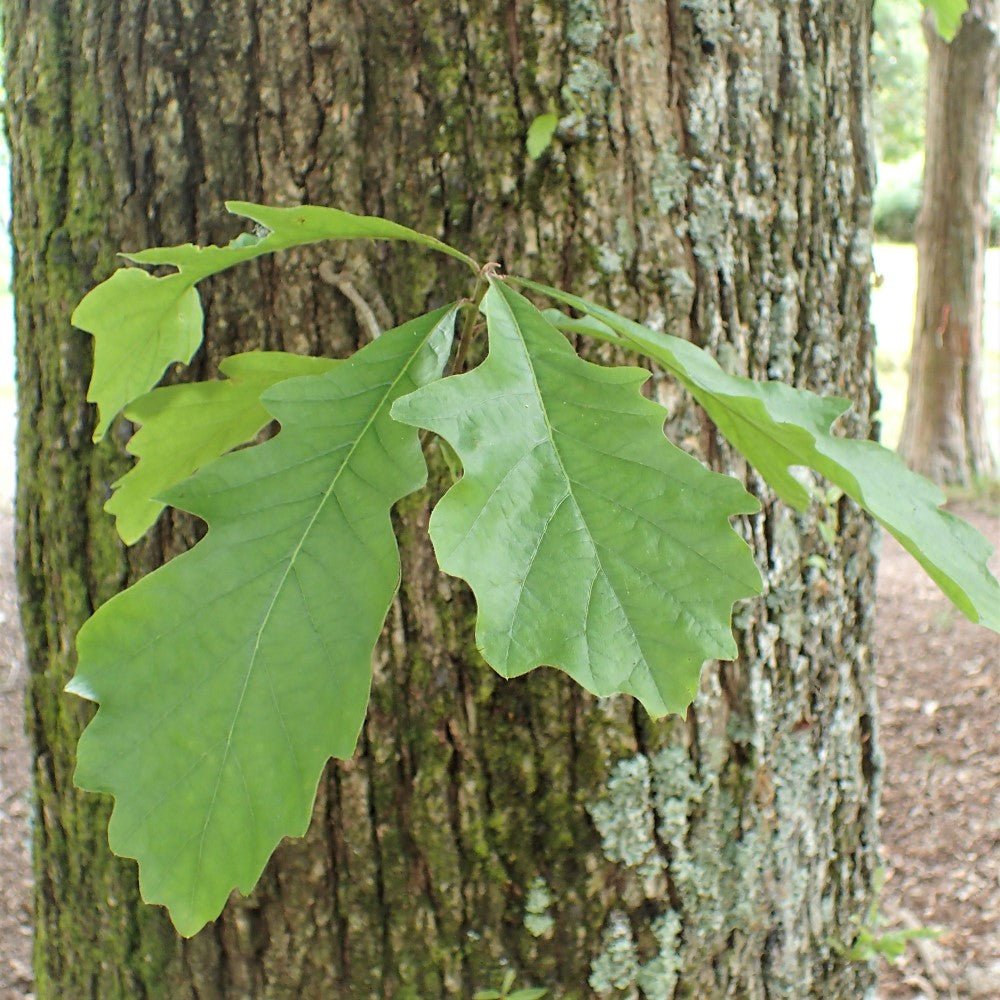 Swamp White Oak  - Quercus bicolor  | Wirebasket from ABTrees