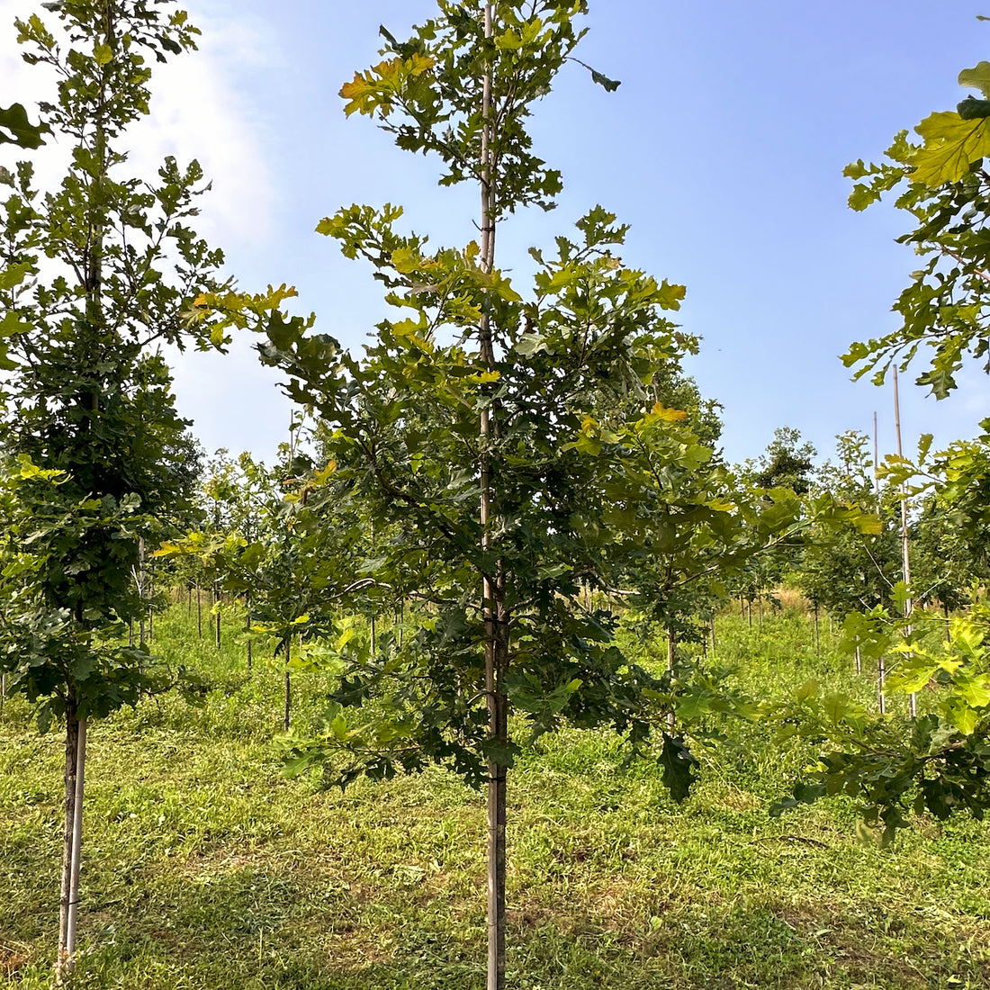 Bur Oak  - Quercus macrocarpa  | Wirebasket from ABTrees