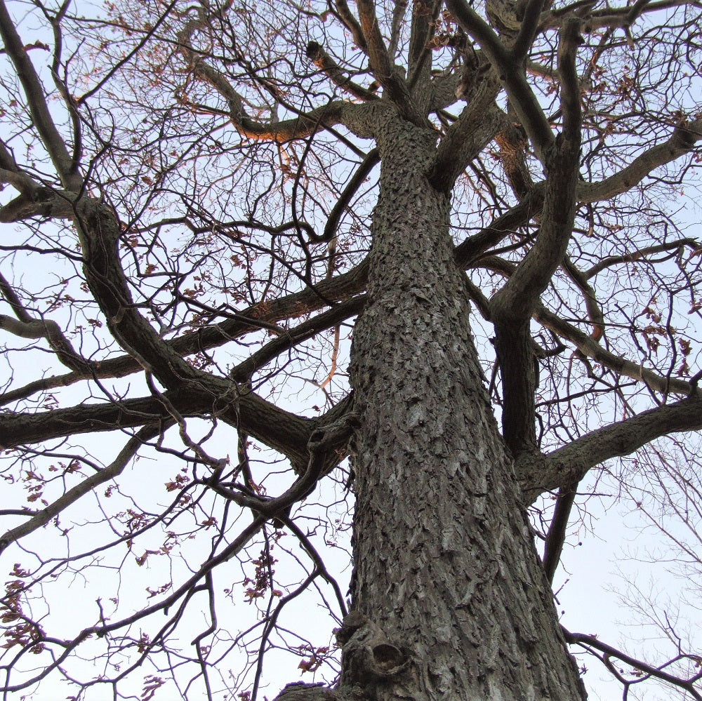 Pignut Hickory - Carya glabra | Potted from StWilliams