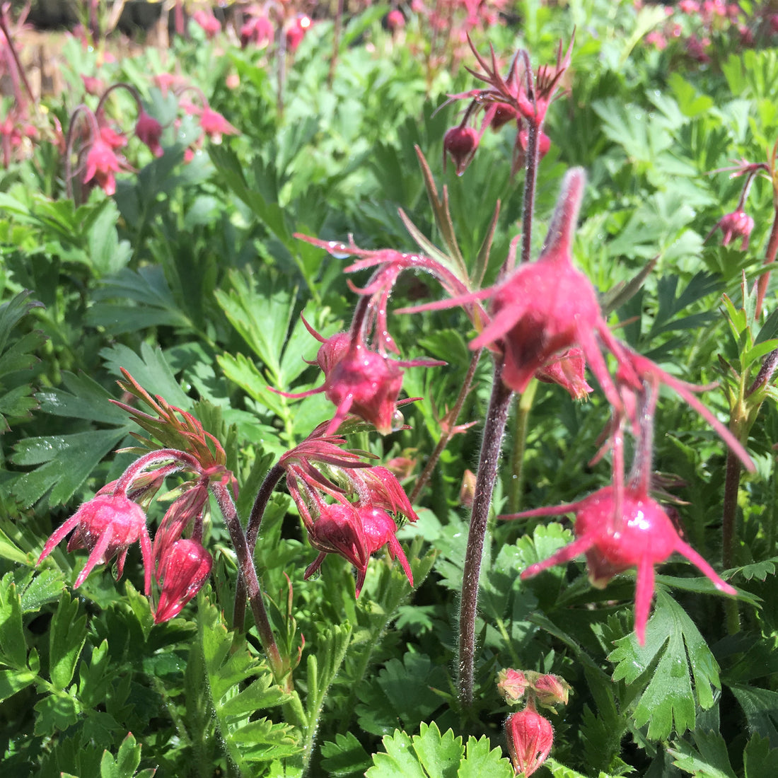 Prairie Smoke - Geum triflorum | Native Plants from StWilliams