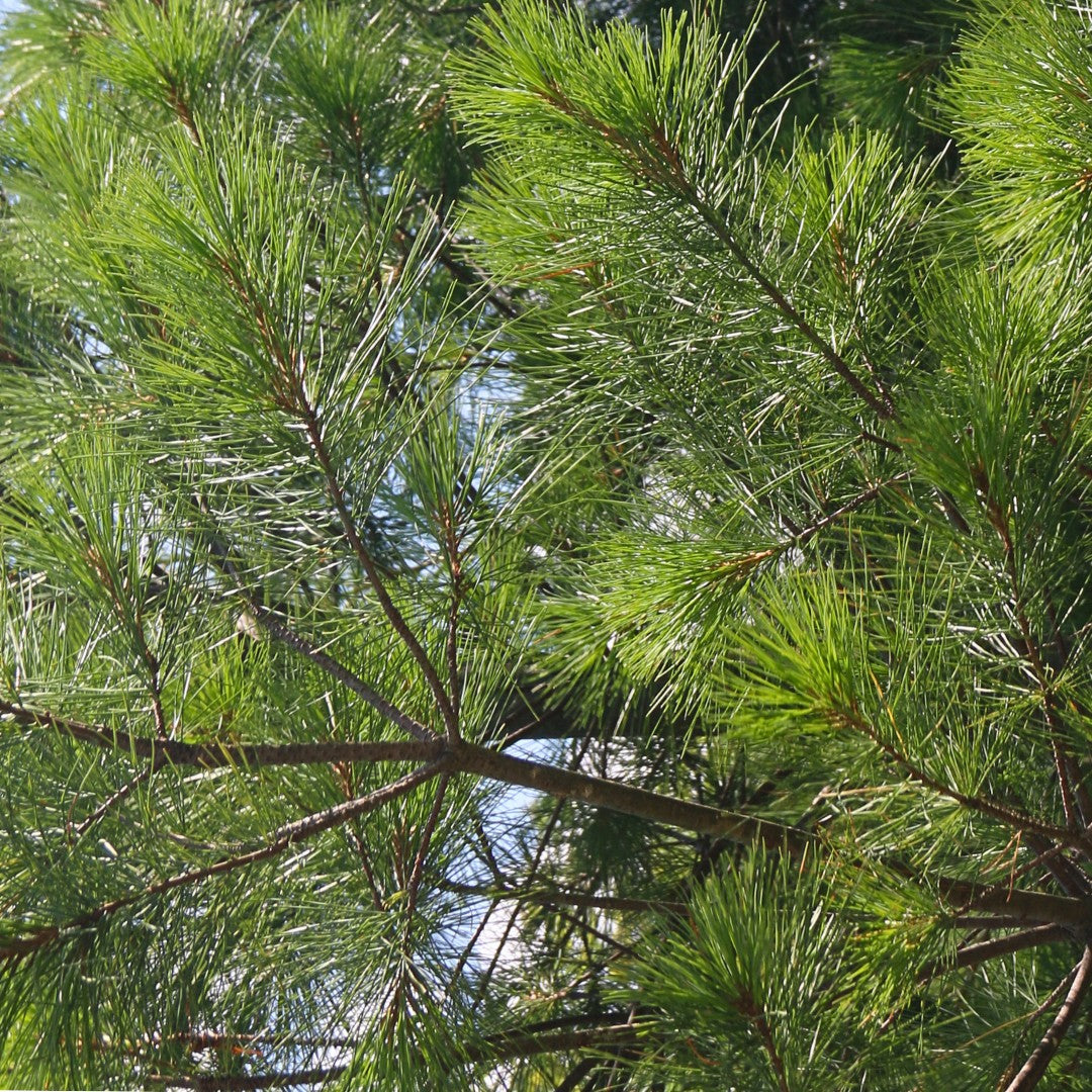 White Pine  - Pinus strobus  | Wirebasket from ABTrees