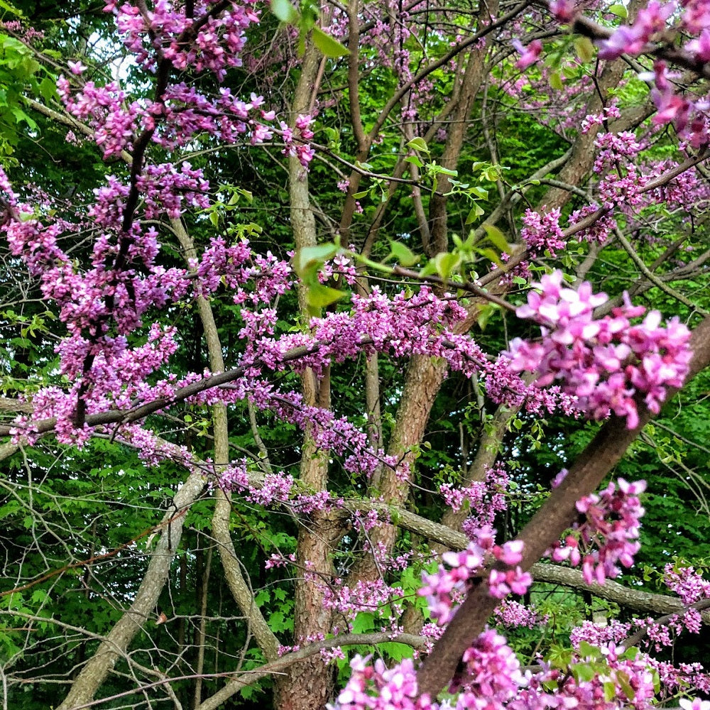Redbud - Cercis canadensis | Potted from StWilliams