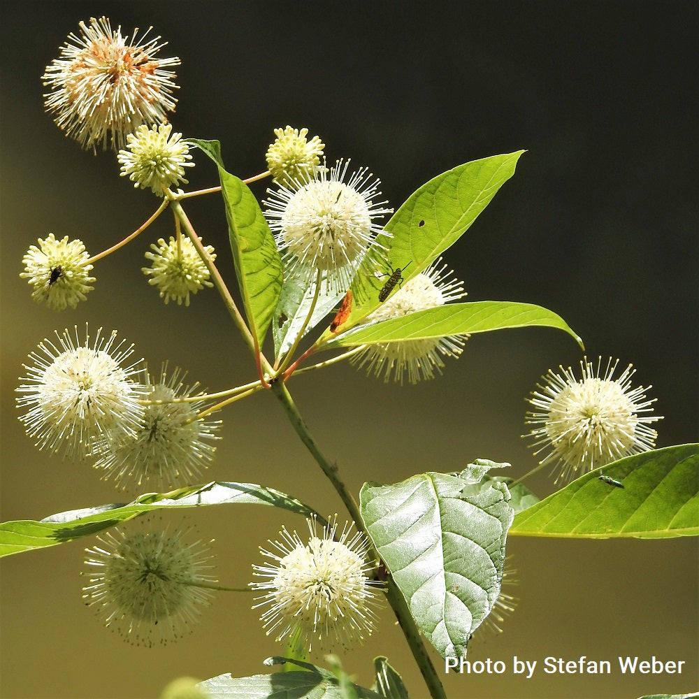 Buttonbush - Cephalanthus occidentalis | Potted from StWilliams