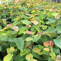 Blue Beech - Carpinus caroliniana | Potted from StWilliams